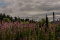 2015_08_04 (0018)